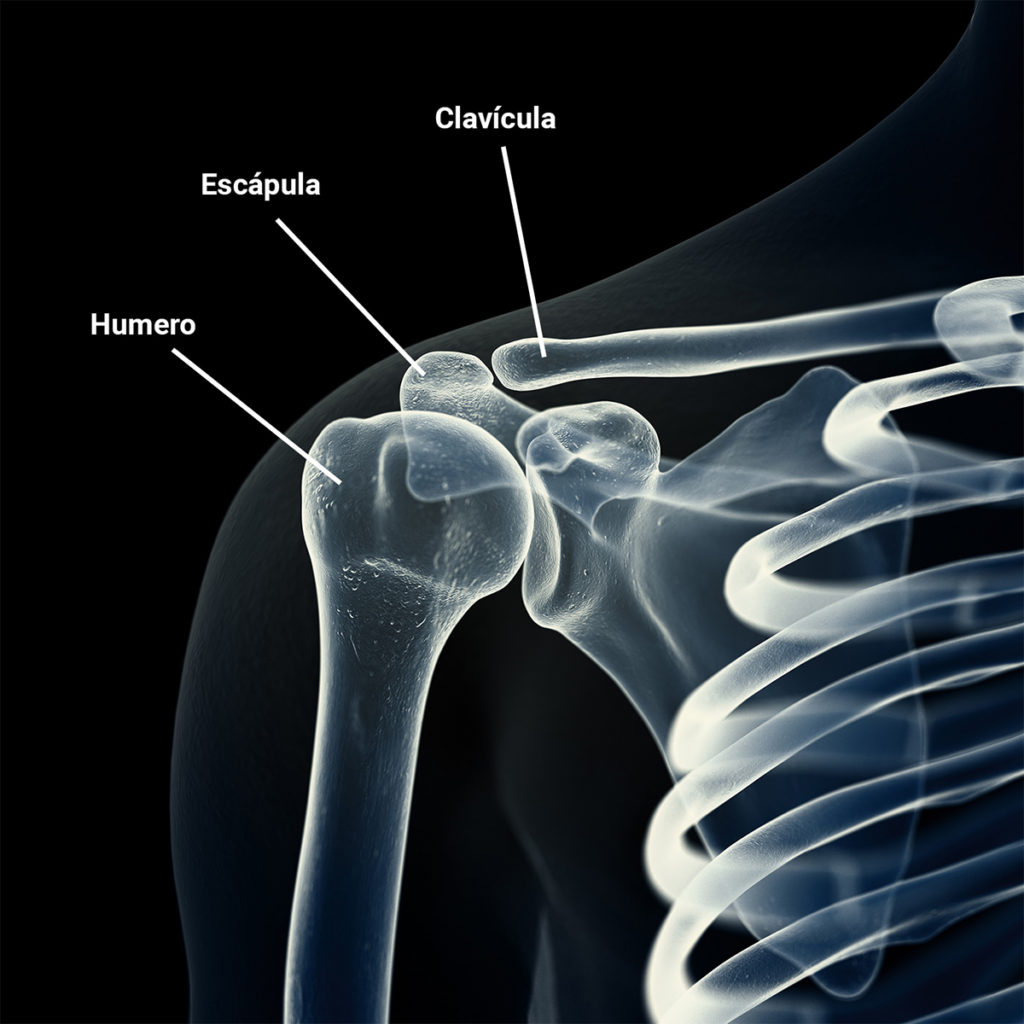 huesos del hombro
