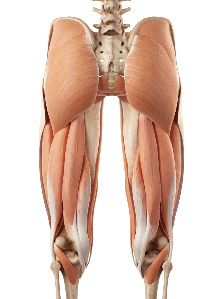 musculatura glúteo y muslos