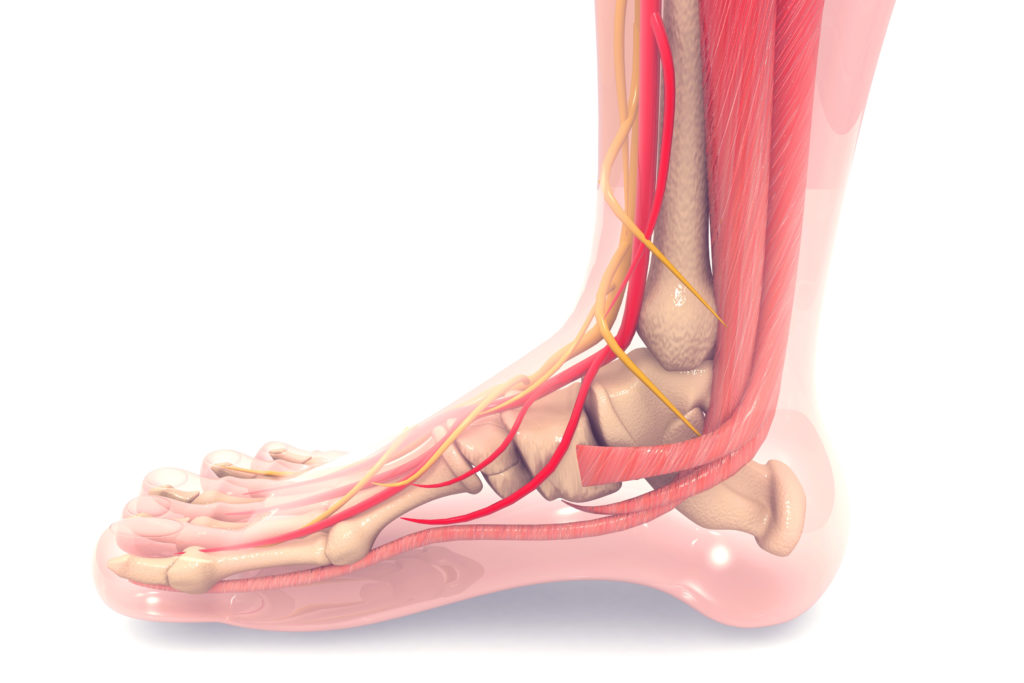 anatomía del pie