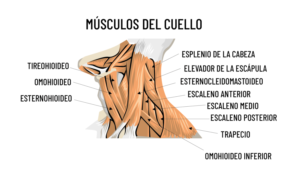 anatomía cuello
