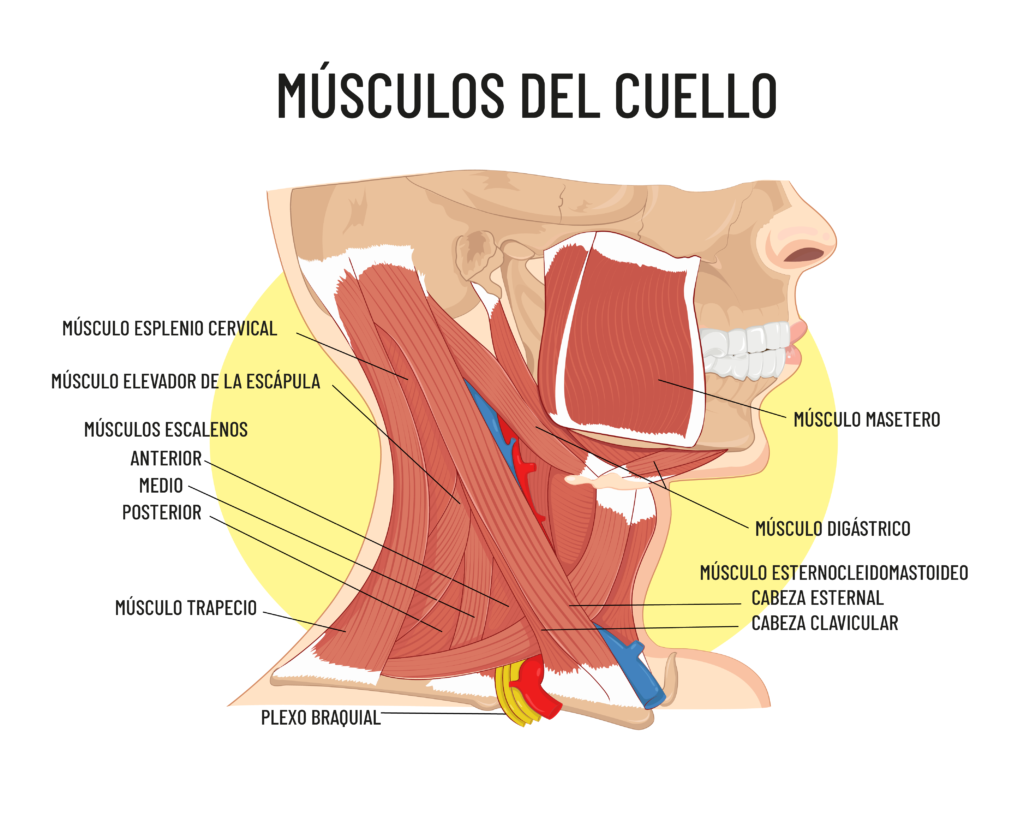 músculos del cuello