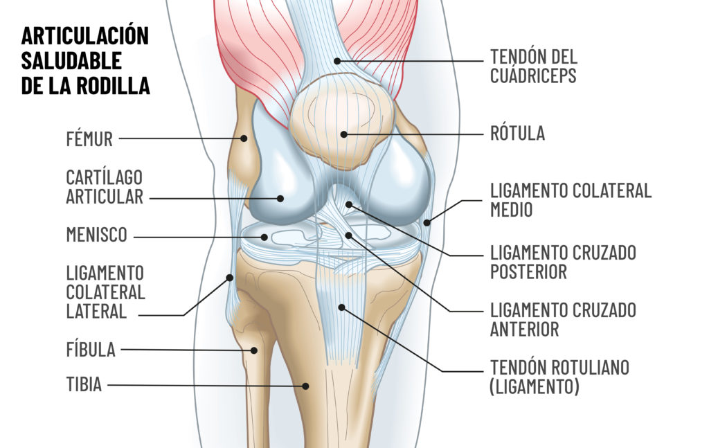 anatomía rodilla