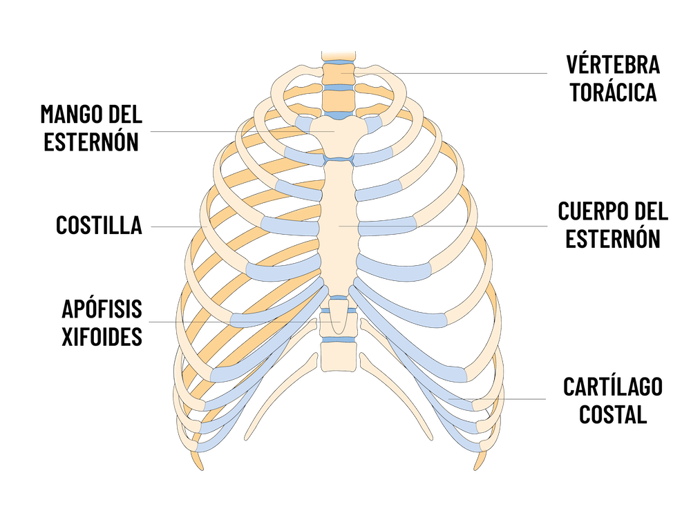 anatomía del tórax