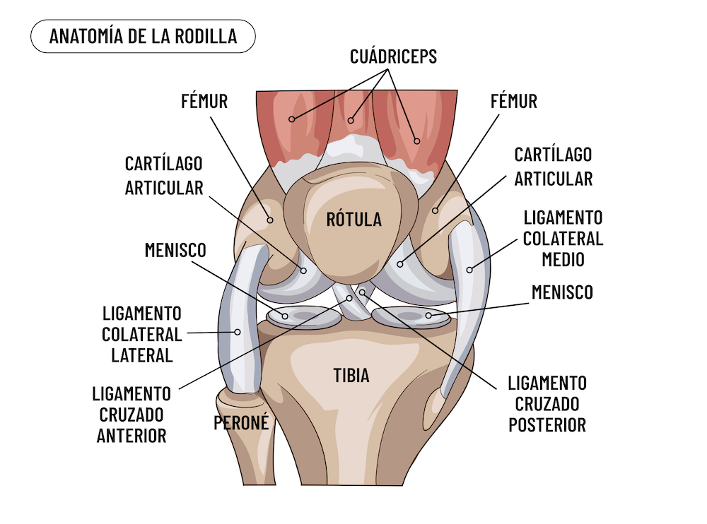 anatomía cintilla iliotibial
