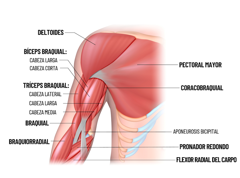 anatomía del bíceps