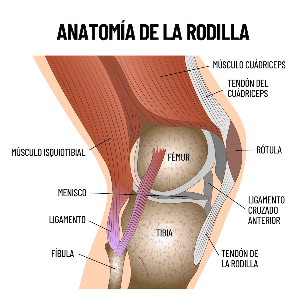 anatomía rodilla