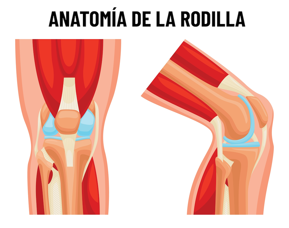 anatomía rodilla