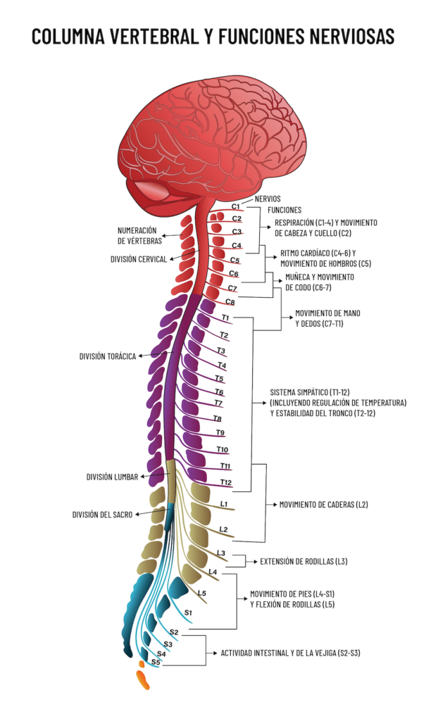 nervios columna vertebral