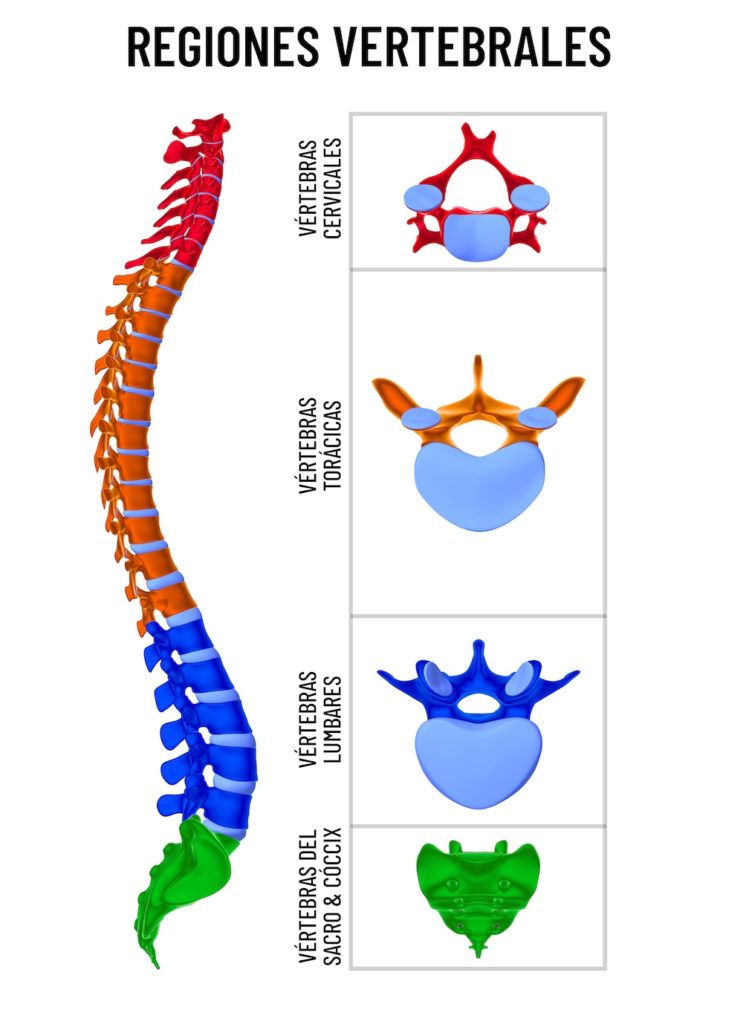 Regiones de la columna vertebral