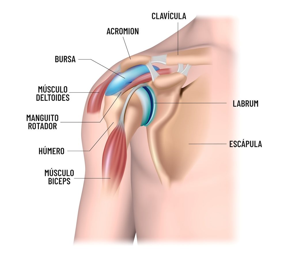 anatomia del hombro