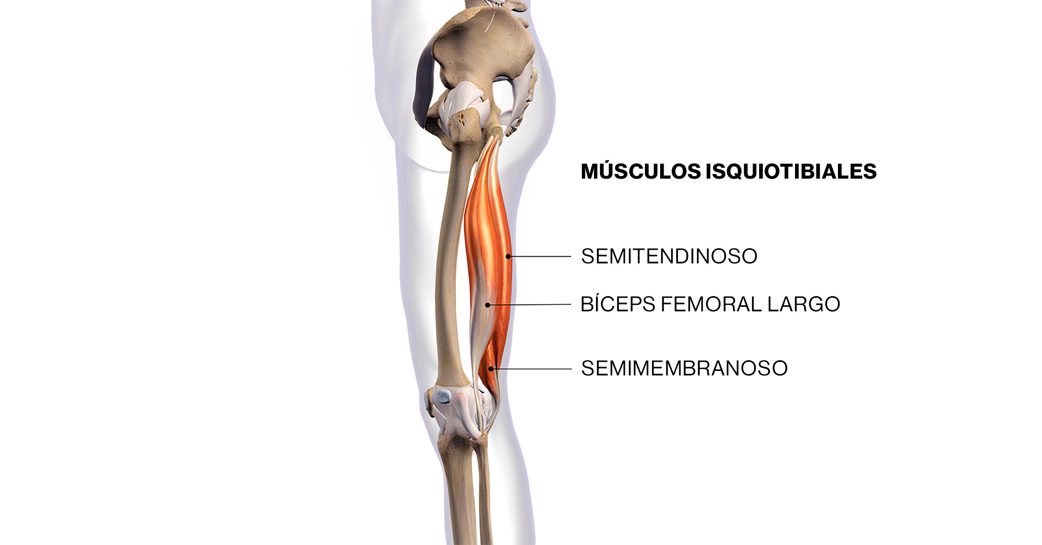 Anatomía de isquiotibiales